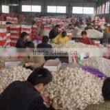 Linquan Global Foods Co., Ltd. company overview - view 2 thumbnail