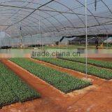 Multi Span Mushroom Greenhouse for Agriculture thumbnail-4