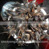 Dried Crickets Bird & Fish Pet Food thumbnail-1
