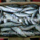 Grade A Frozen Sardine Fish thumbnail-1