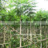 Jacaranda Mimosifolia