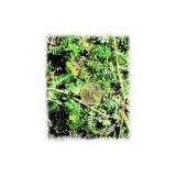 Tribulus Terrestris Extract thumbnail-1