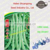 Hybrid Vegetable Seeds SX Kidney Bean Seeds No.1410 thumbnail-1
