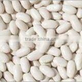 White Kidney Beans  Round shape