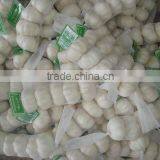 Shandong Fresh Garlic for Low Price thumbnail-1