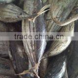 Canned Skipjack Tuna thumbnail-1