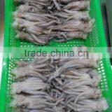 Frozen BQF Todarodes Squid Head in Sale thumbnail-3