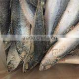 WR BQF Frozen Pacific Mackerel 200-300g thumbnail-2