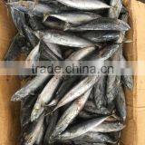 Sea Frozen Fresh Good Price Bonito Skipjack Tuna thumbnail-4