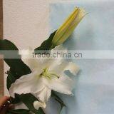 Best Selling Fresh Lilium Lily Cut Wedding White Flower Wholeasle From Yunnan,China thumbnail-6