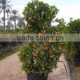 Citrus Calamondine thumbnail-1