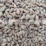 AMOMI SEMEN thumbnail-1