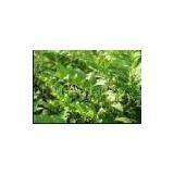 Polygonatum Odoratum (Mill.)Druce P.E. thumbnail-1