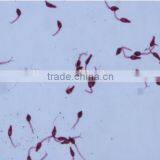 Parasitology Slides, Human Parasitolgy Slides , Biology Parasitolgy Slides thumbnail-6