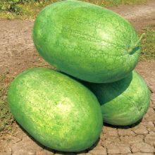 Big Pearl Planting Watermelon Hybrid f1 Seed for Sale thumbnail-5