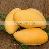 Fresh Mango Exporter In India thumbnail-4