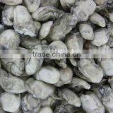 Frozen Wholesale Oyster Shells 8-19