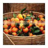 china Mandarin Orange with best quality