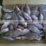 small size frozen tilapia fish block frozen 100-200g