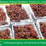 Chinese Fresh Delicious Red Table Globe Grape Wine Grapes thumbnail-3