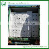 Indoor Straight Lucky Bamboo Plants Sale thumbnail-6