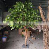 Ginkgo Biloba Supplements Artificial Ginkgo Biloba thumbnail-2