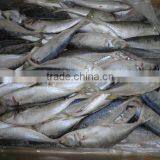 BQF WHOLE ROUND FROZEN HORSE MACKEREL FISH thumbnail-2