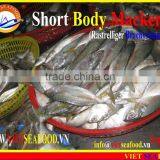 FROZEN SHORT BODY MACKEREL WHOLE ROUND thumbnail-3