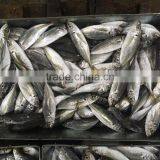Chinese Frozen Seafood/Frozen Fish Factory thumbnail-5