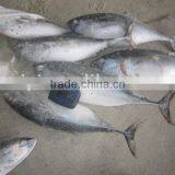 Frozen Bonito Fish thumbnail-1