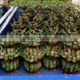 Lucky Bamboo Tower ( 2 Layers) thumbnail-2