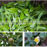 Yunnan Originc High Quality Mini Tuo Tea Raw Pu-erh Tea Ripe Tea thumbnail-3