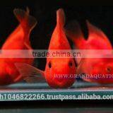 Red Parrot Cichlid Fish Farm For Sale and Export thumbnail-6