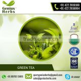 Green Tea of Optimum Range Available from Bulk Supplier at Low Cost