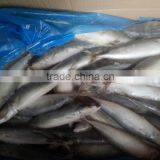 Factory Supply Mackerel Fish Pacific Mackerel Scientific Name Scomber Japonicus thumbnail-4