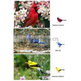 Russian Hot Selling 2015 Newest App Control Chirpy Birds Sing Toys by Iphone System Play thumbnail-2