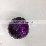 Wholesale Cabbage thumbnail-1