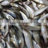 125g Canned Sardine in Oil(WW-125)color Tin Paking With HACCP IFS,BRC ISO thumbnail-6