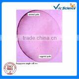 Frog Embryo Slides Teaching Embryo Glass Prepared Slides From Factory thumbnail-1