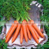 Wholesale Fresh Organic Carrot thumbnail-1