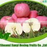 High Quality First Class Red Apple With Low Price