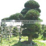 Big Live Bonsai Tree thumbnail-2