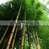 Yellow Groove Bamboo Seedling thumbnail-3