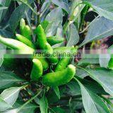 Upright Cluster Hot Pepper/Chilli Seed Uranus No.3 thumbnail-5