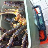 Norwegian Red King Crab, King Crab Legs With Clusters,Live Red King Crab Mud Crab, Live Dungeness Crab thumbnail-5