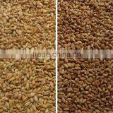Agricultural Processing Machine Type Grain Separator/grain Color Sorter for Various Materials thumbnail-6