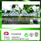 Agricultural Protection Cloth, Tnt Textile for Grape Cover
