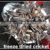 For Guinea Fowl and Blue Peacock Microwave Dried Crickets Bird Pet Food thumbnail-3