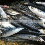 BEST FRESH FROZEN Pacific Mackerel Whole thumbnail-1