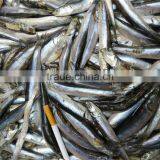 New Landing Fresh Frozen Anchovy for Fish Meal thumbnail-5